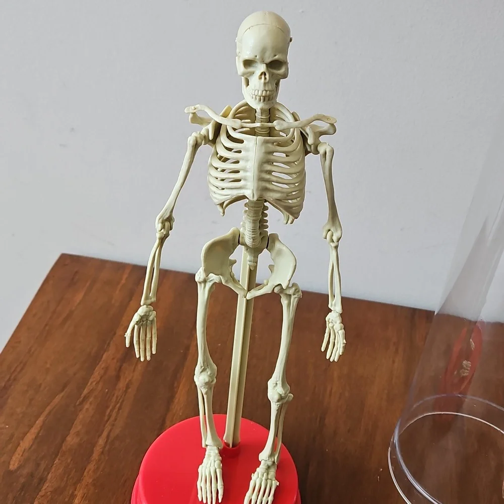 Vintage 1991 Workman Publishing Human Skeleton - Picture 6 of 8